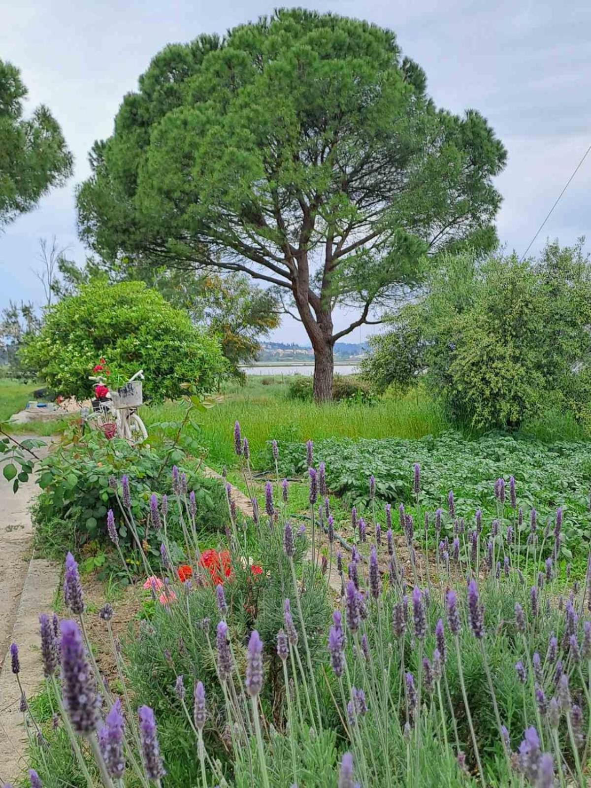 Corfu Lakeside Cottage Kanoni  Luaran gambar